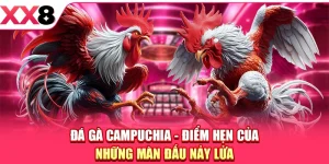Đá Gà Campuchia - Điểm Hẹn Của Những Màn Đấu Nảy Lửa