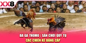 Đá Gà Thomo - Sân Chơi Quy Tụ Các Chiến Kê Đẳng Cấp