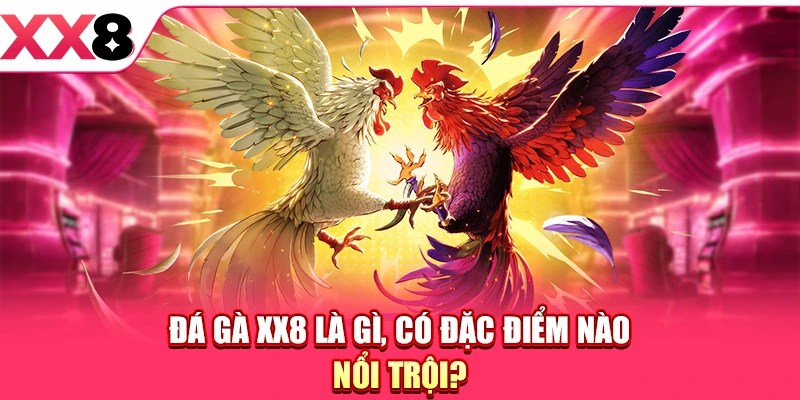 Đá gà XX8 là gì, có đặc điểm nào nổi trội?