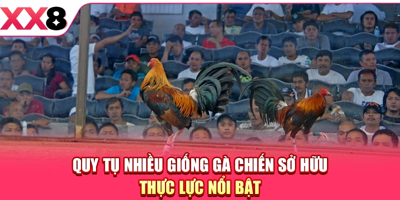 Quy tụ nhiều giống gà chiến sở hữu thực lực nổi bật